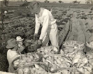 Photograph of man on back of truck receiving bushel of sweet potatoes from two gentlemen on ground